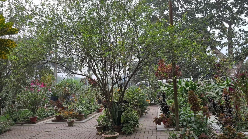 পল্লী কবি জসিম উদ্দিন